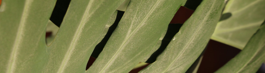 Header EVA'S VANITIES