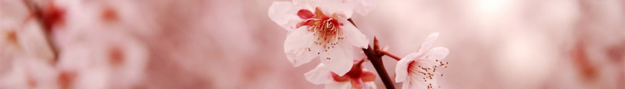 Header Flores Gioia