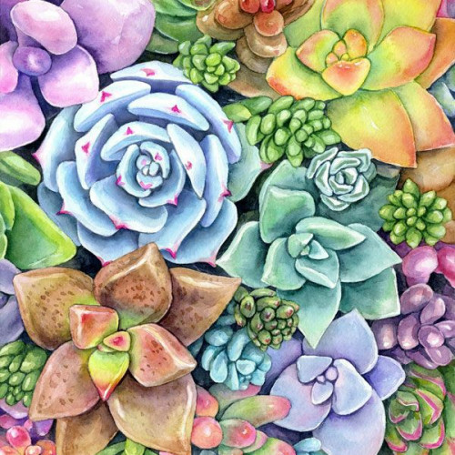 Jardín de Suculentas (PBN) - (30x40)