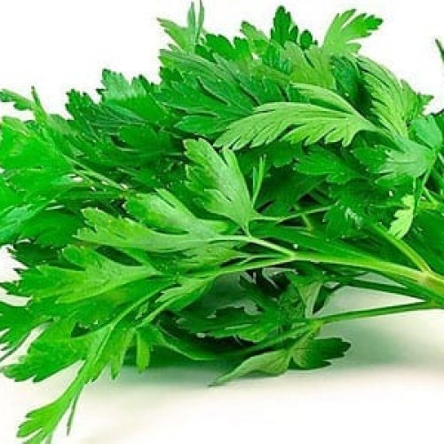 Perejil liso