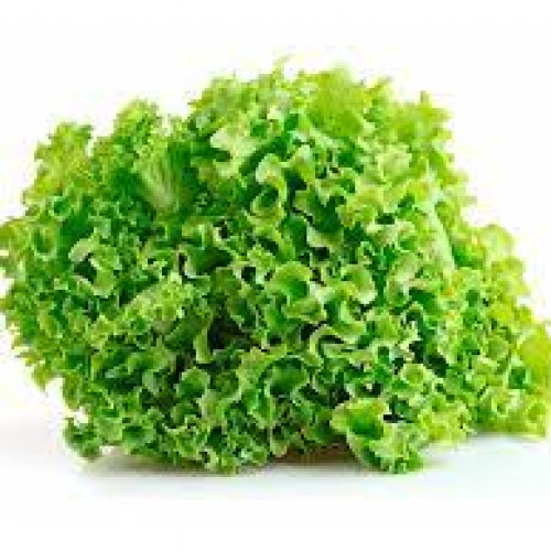 Lechuga Crespa