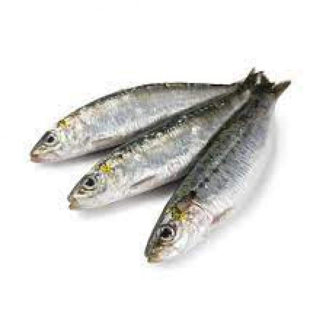 Sardinas