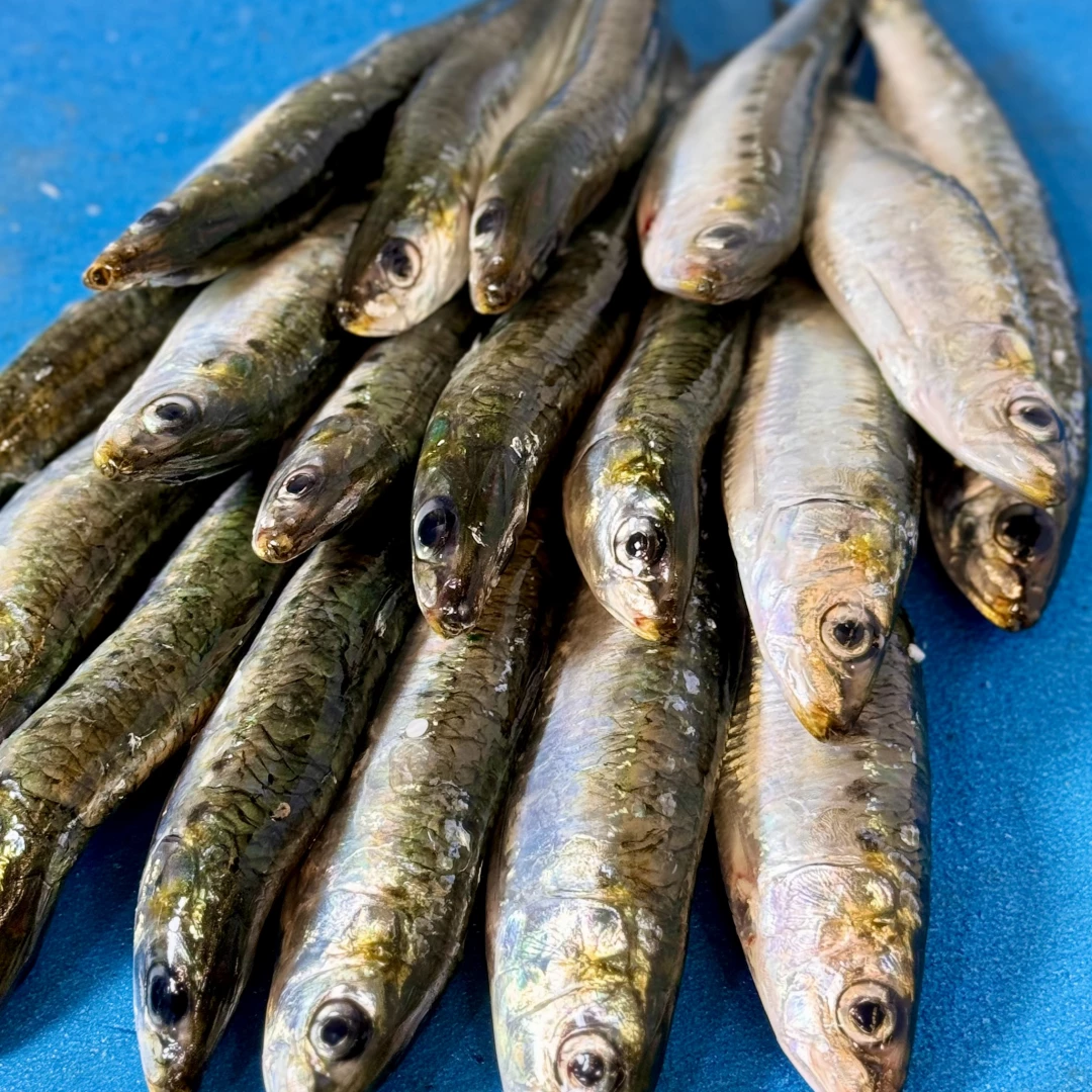 Sardina fresca