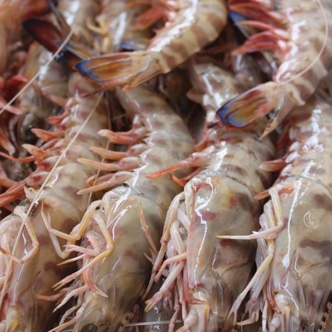 Langostino fresco