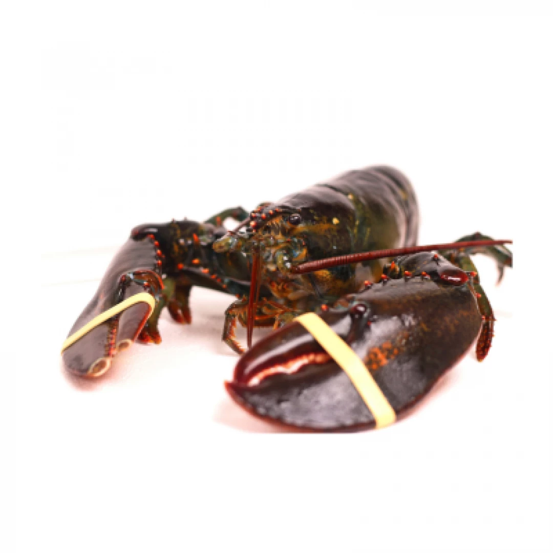 Bogavante canadiense