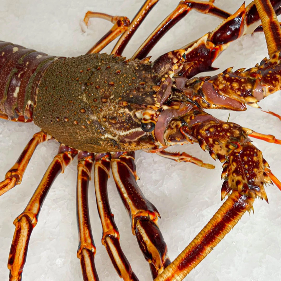 Langosta fresca