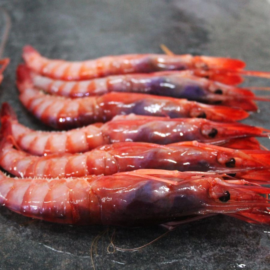 Gamba fresca roja