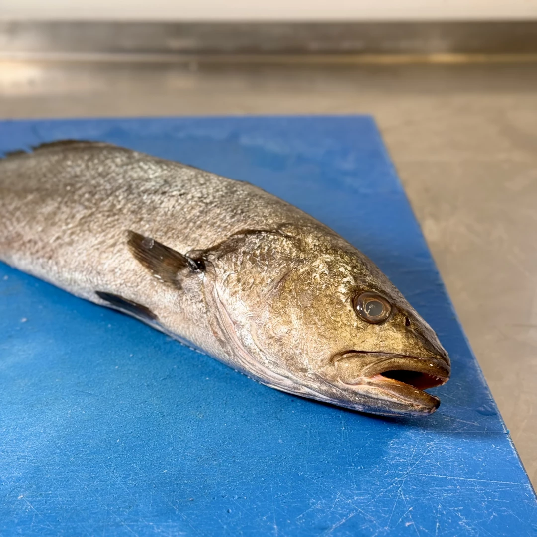 Corvina *Piezas de 1 a 1.5 kilos aprox