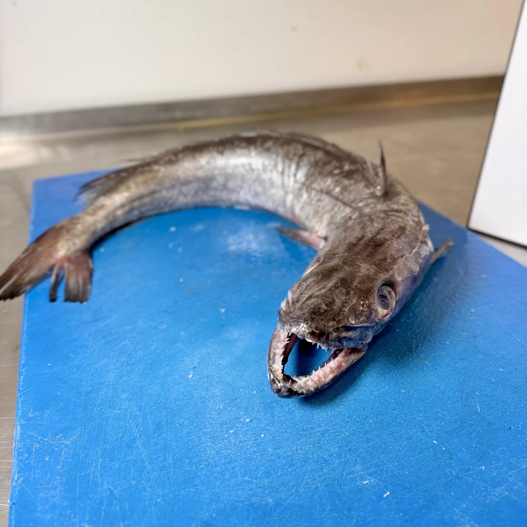 Merluza del Norte  pincho