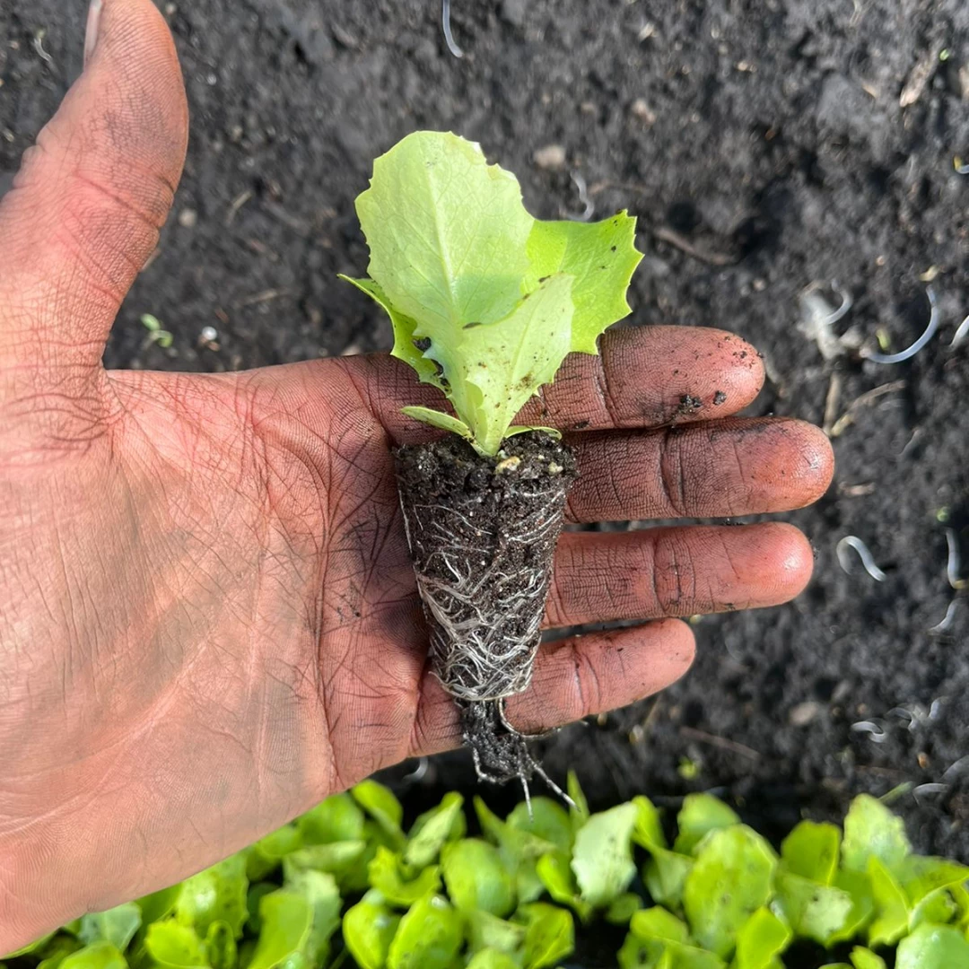 Lechuga crespa - plantin