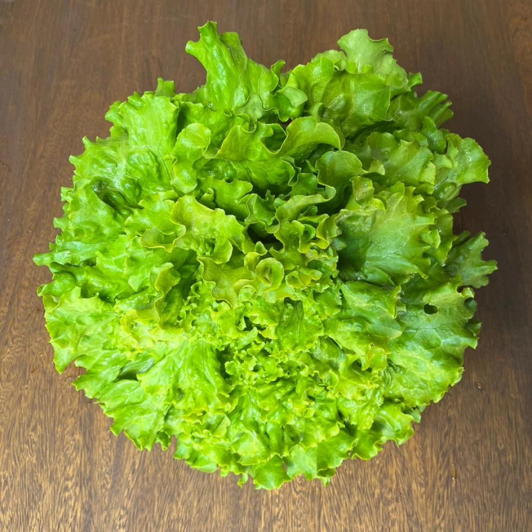 Lechuga crespa