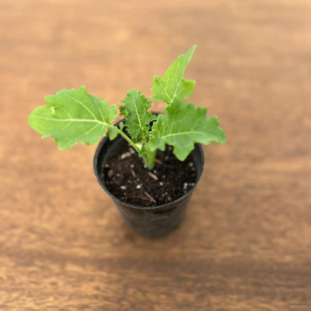 Kale rizado - plantin