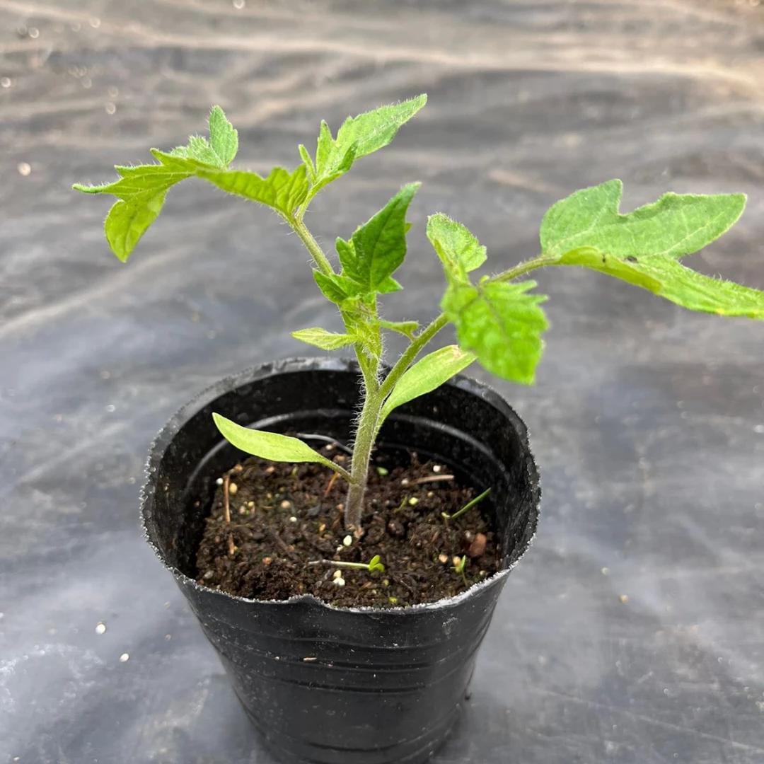 Tomate redondo - plantin