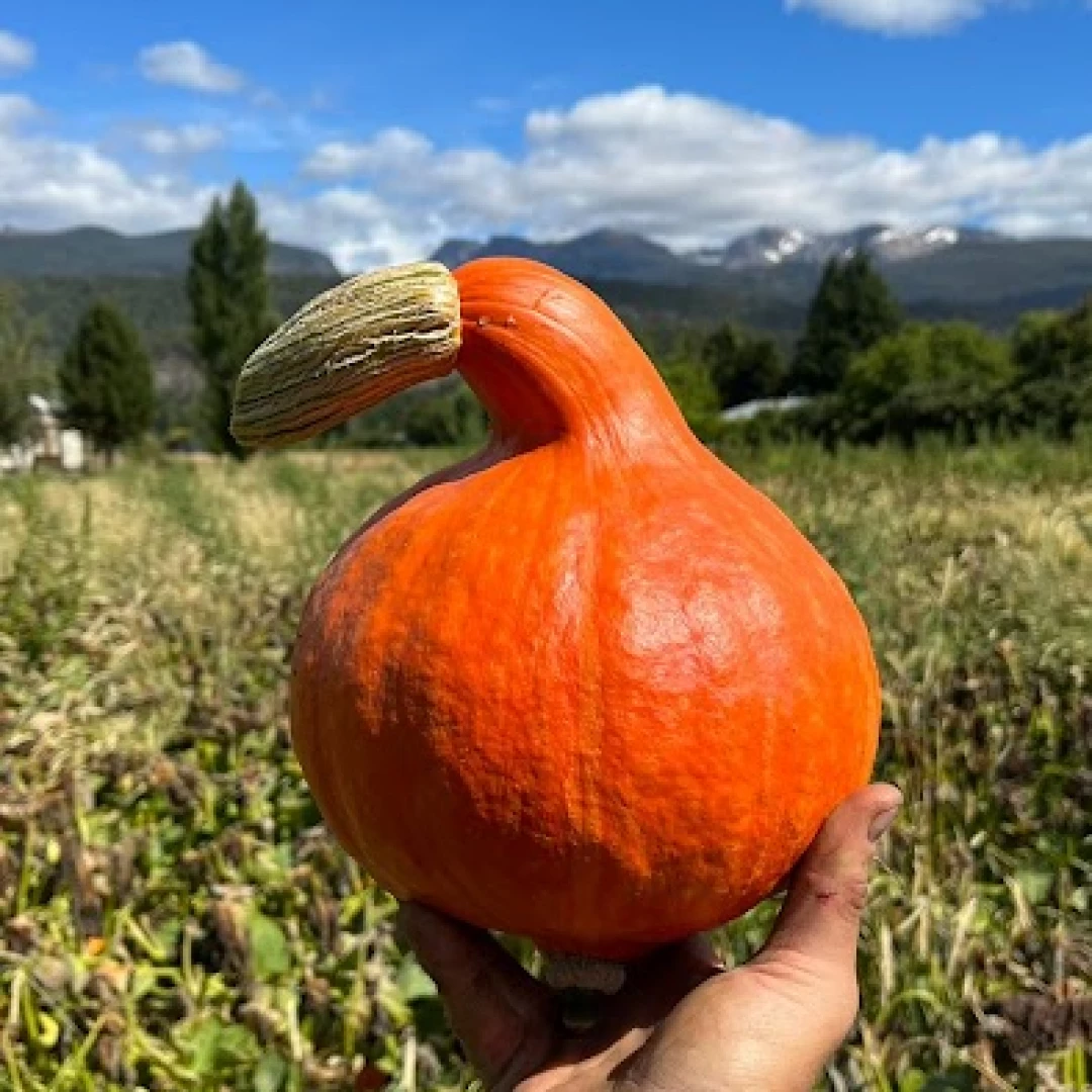 Zapallo uchiki kuri por 2 Kg.