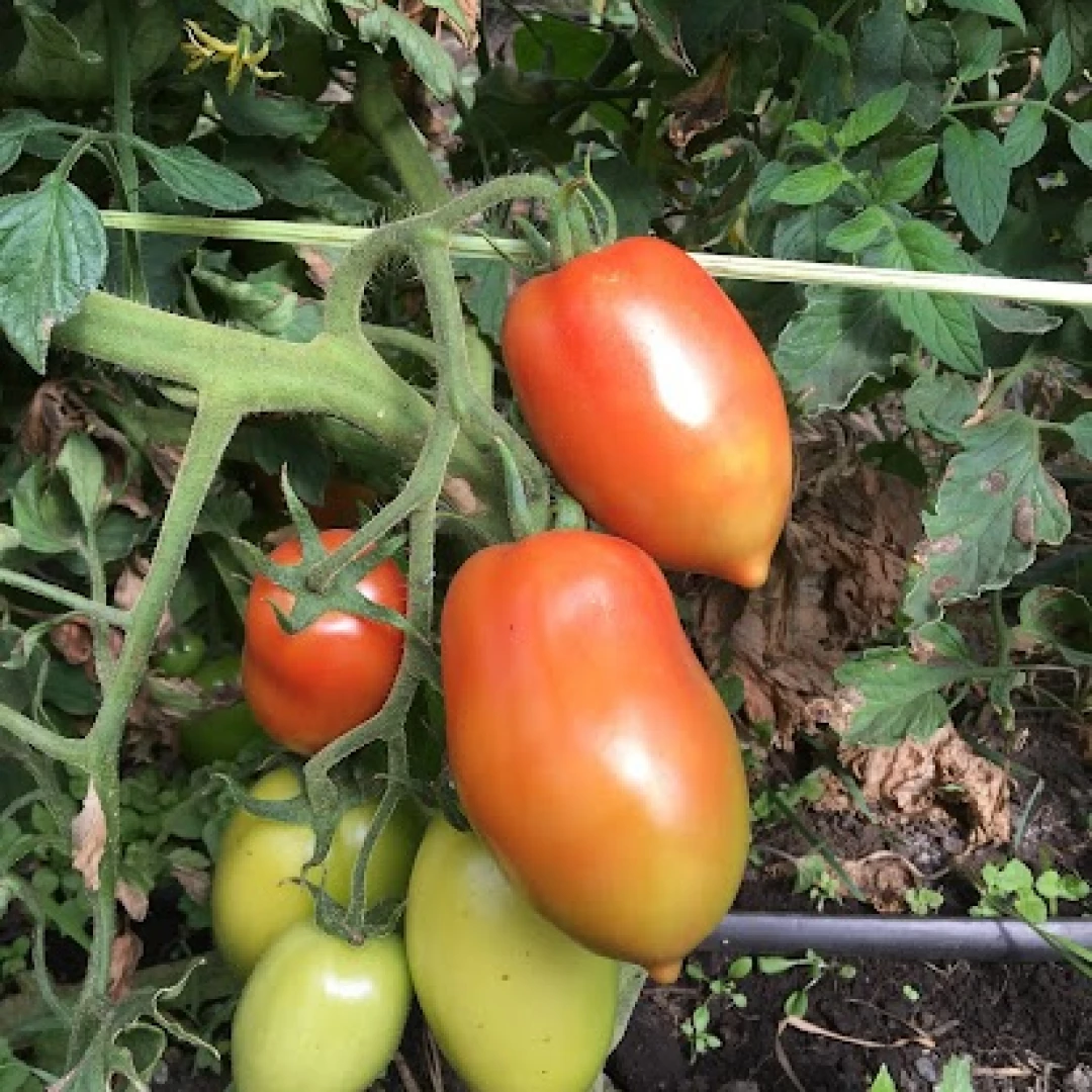 Tomate perita - plantin