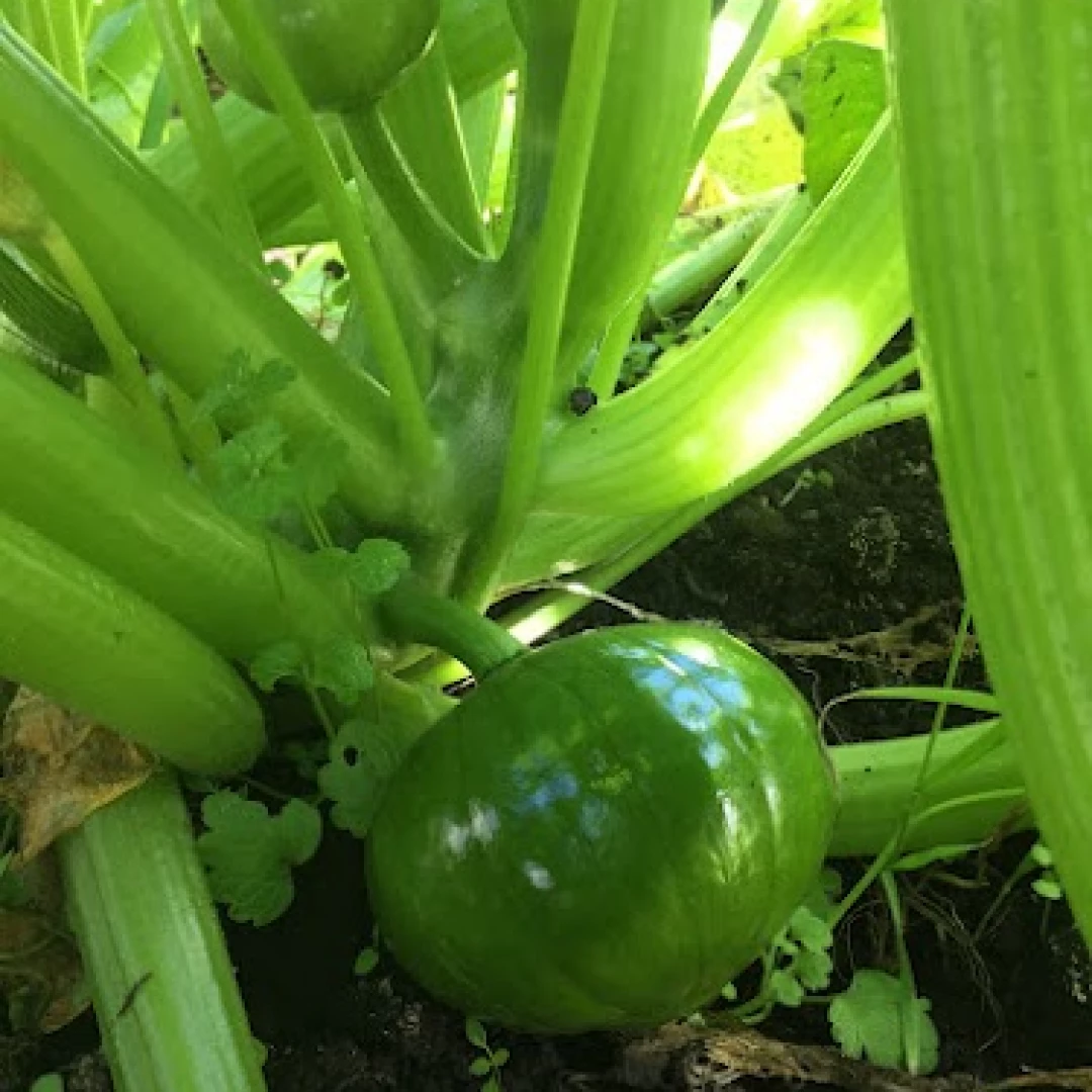 Zapallito redondo - plantin