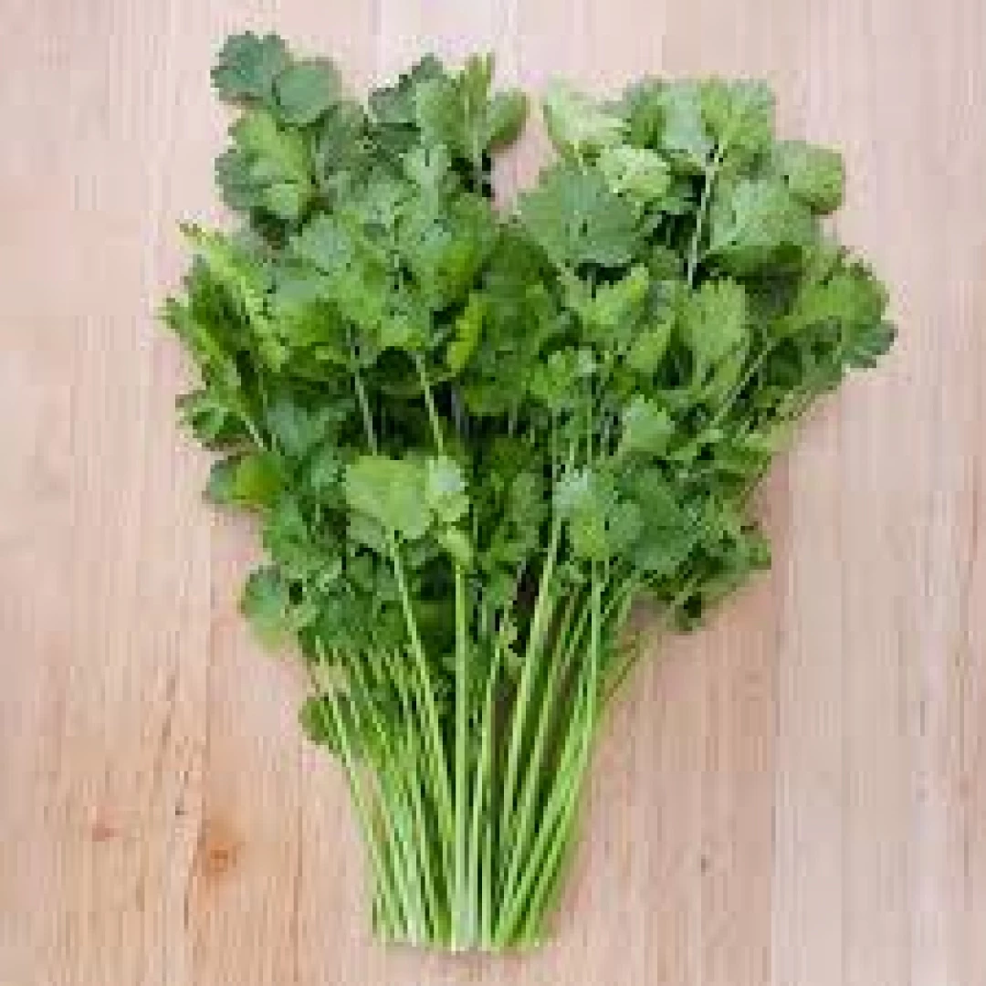 Cilantro