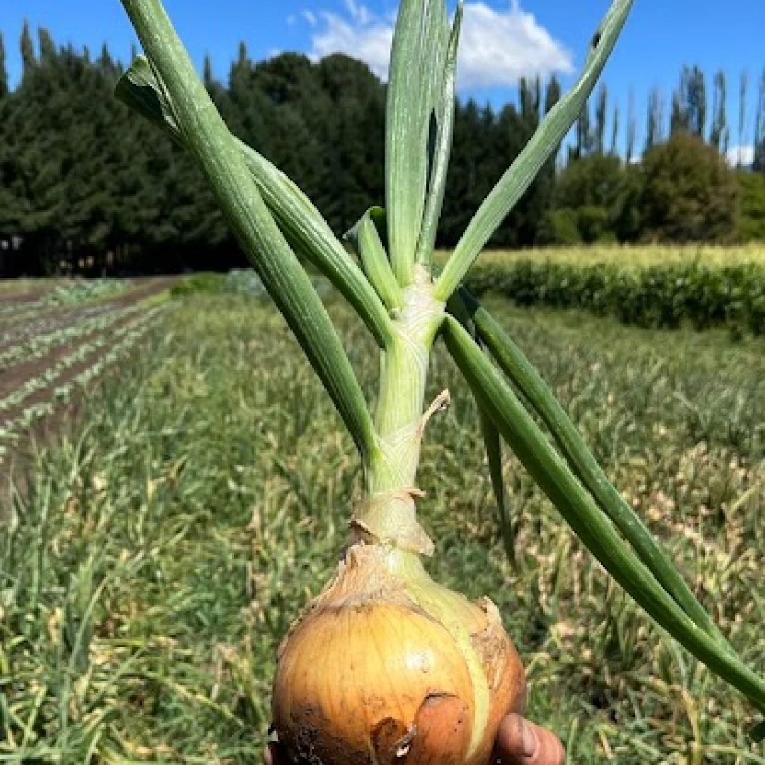 Cebolla cobriza fresca