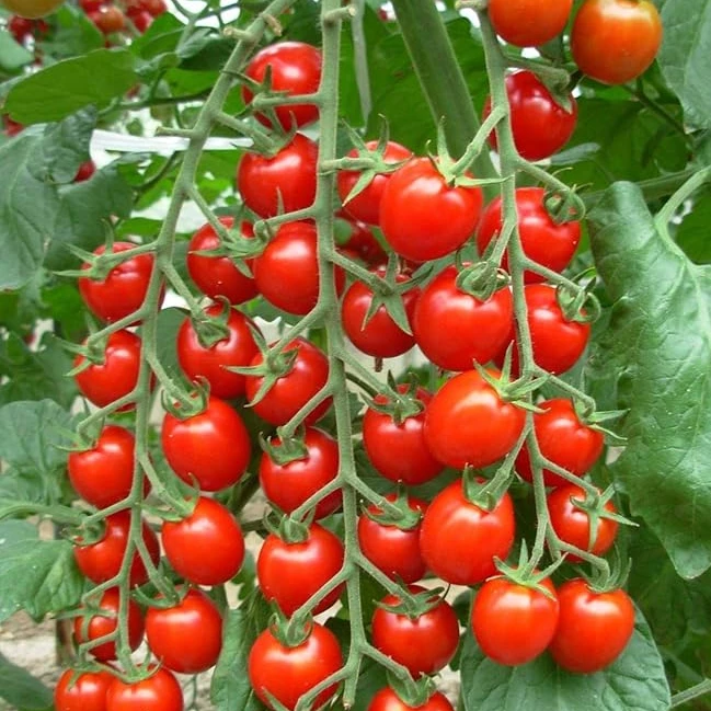 Tomate cherry Sakura