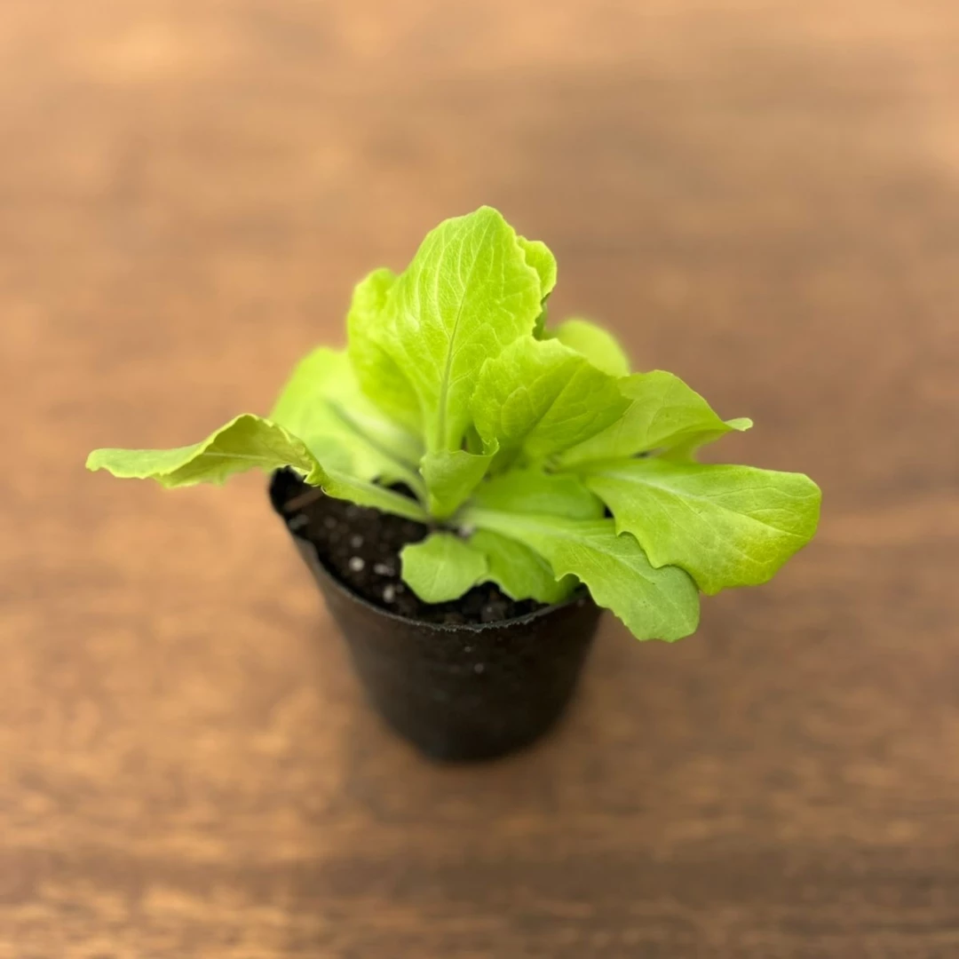 Lechuga mantecosa - plantin
