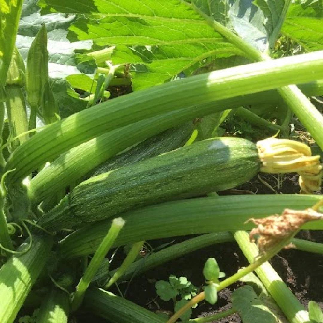Zucchini - plantin