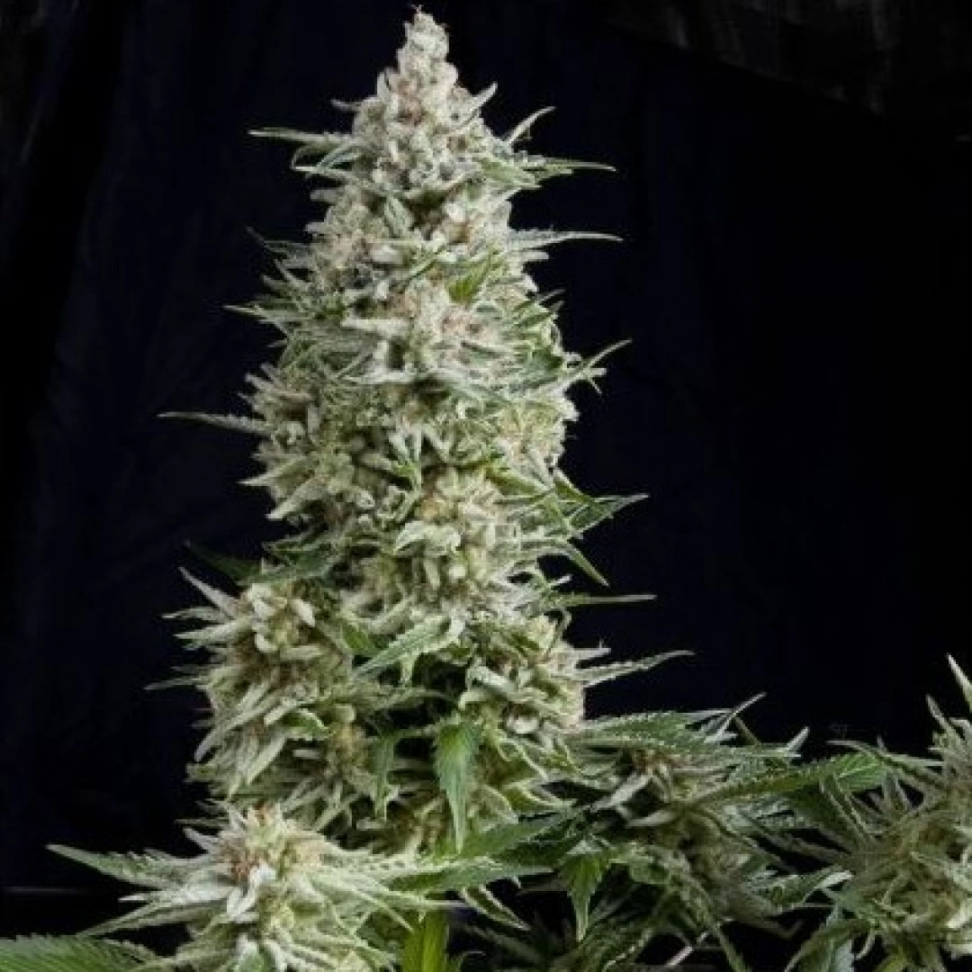 SEMILLA AMNESIA GOLD FEM X5+2-PYRAMID SEEDS