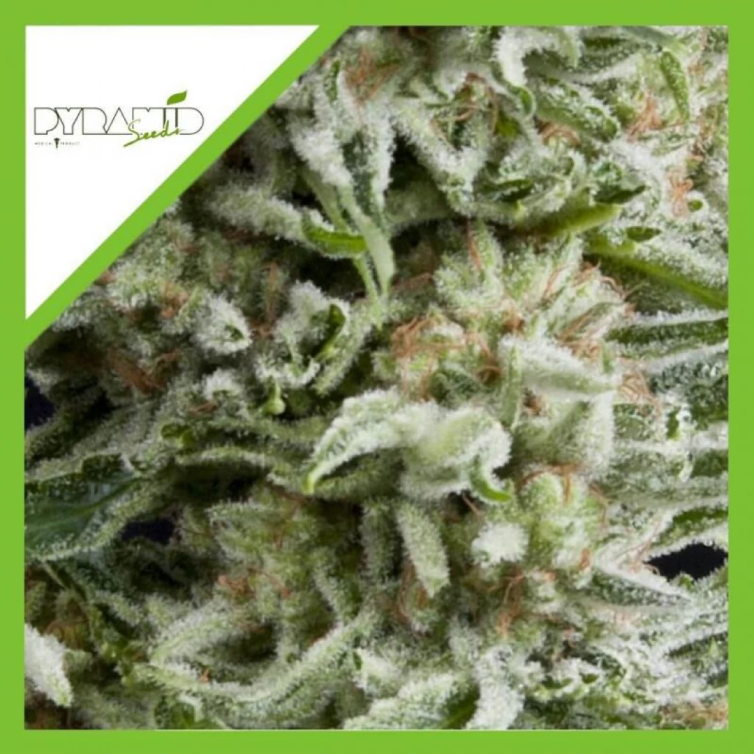 SEMILLA AMNESIA GOLD AUTO X3+1-PYRAMID SEEDS