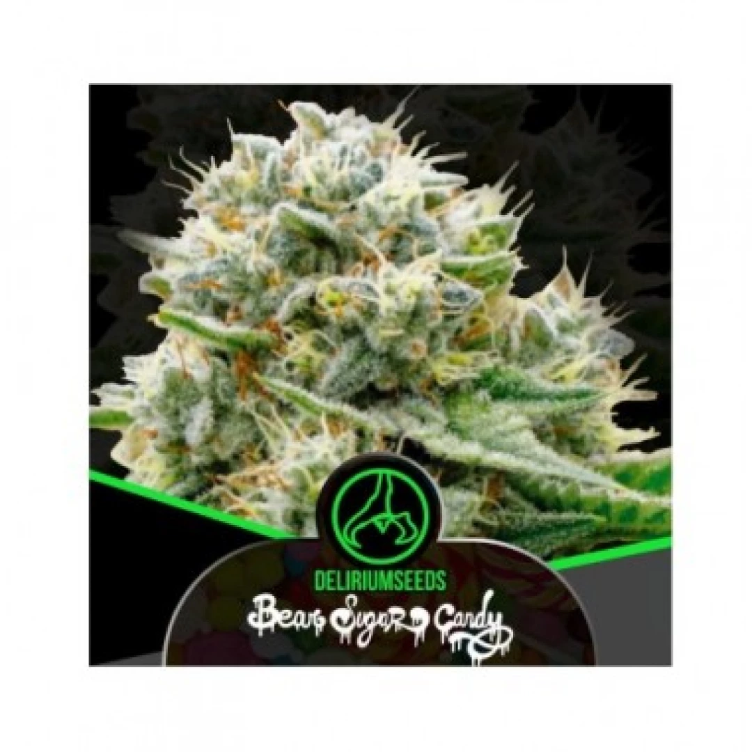 SEMILLA BEAR SUGAR CANDY FAST X4-DELIRIUM SEEDS