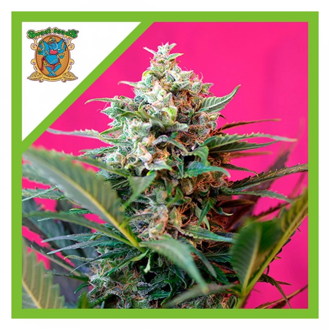 Semilla Big Devil XL Auto X3 + 1 - Sweet Seeds