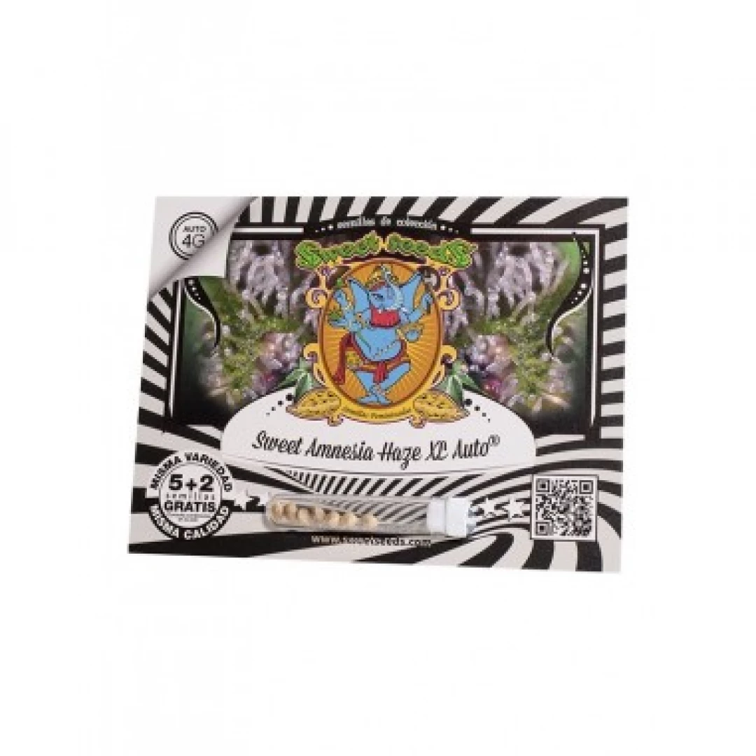 SEMILLA AMNESIA HAZE XL AUTO X5+2-SWEET SEEDS