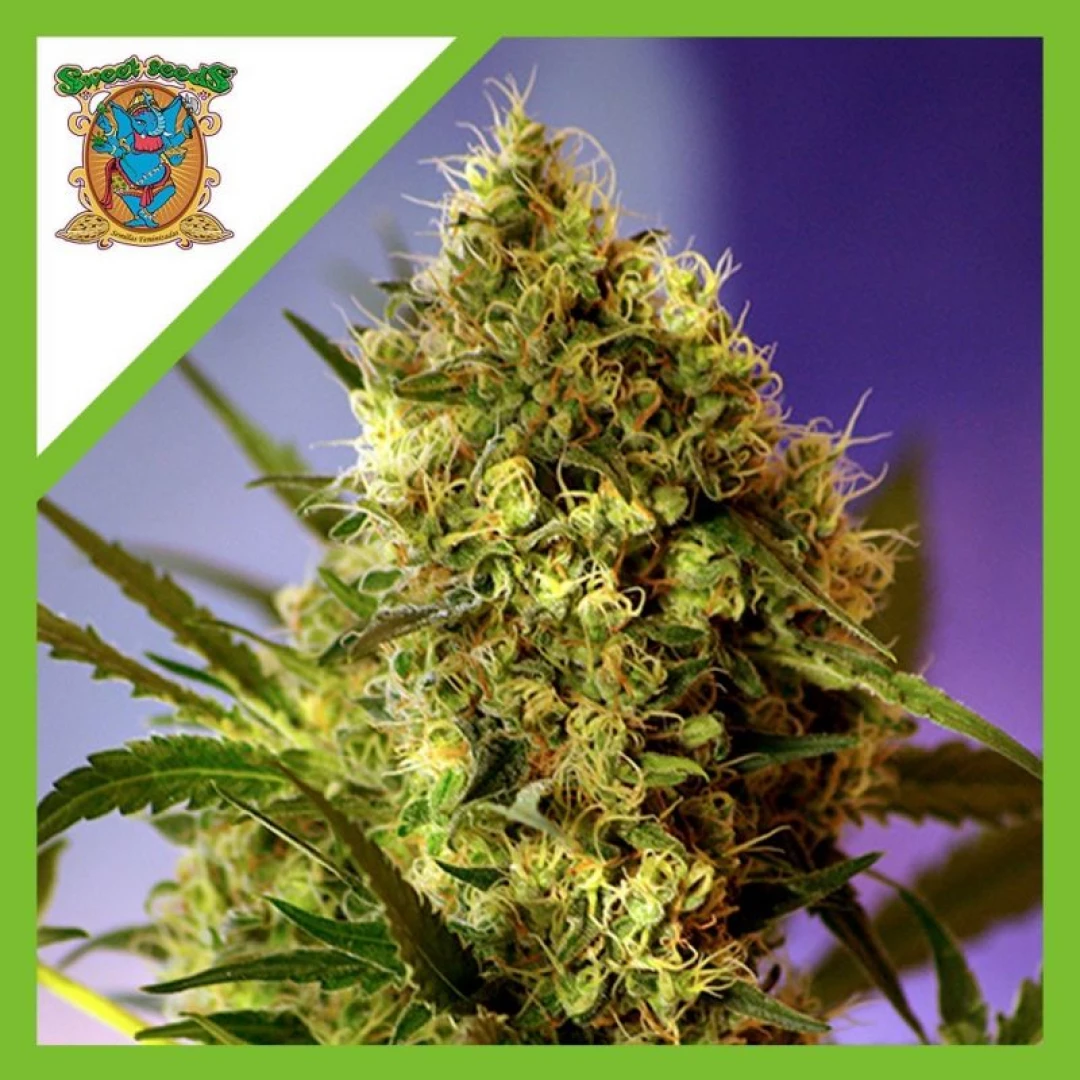 Semilla Big Devil Auto X3+1 - Sweet Seeds