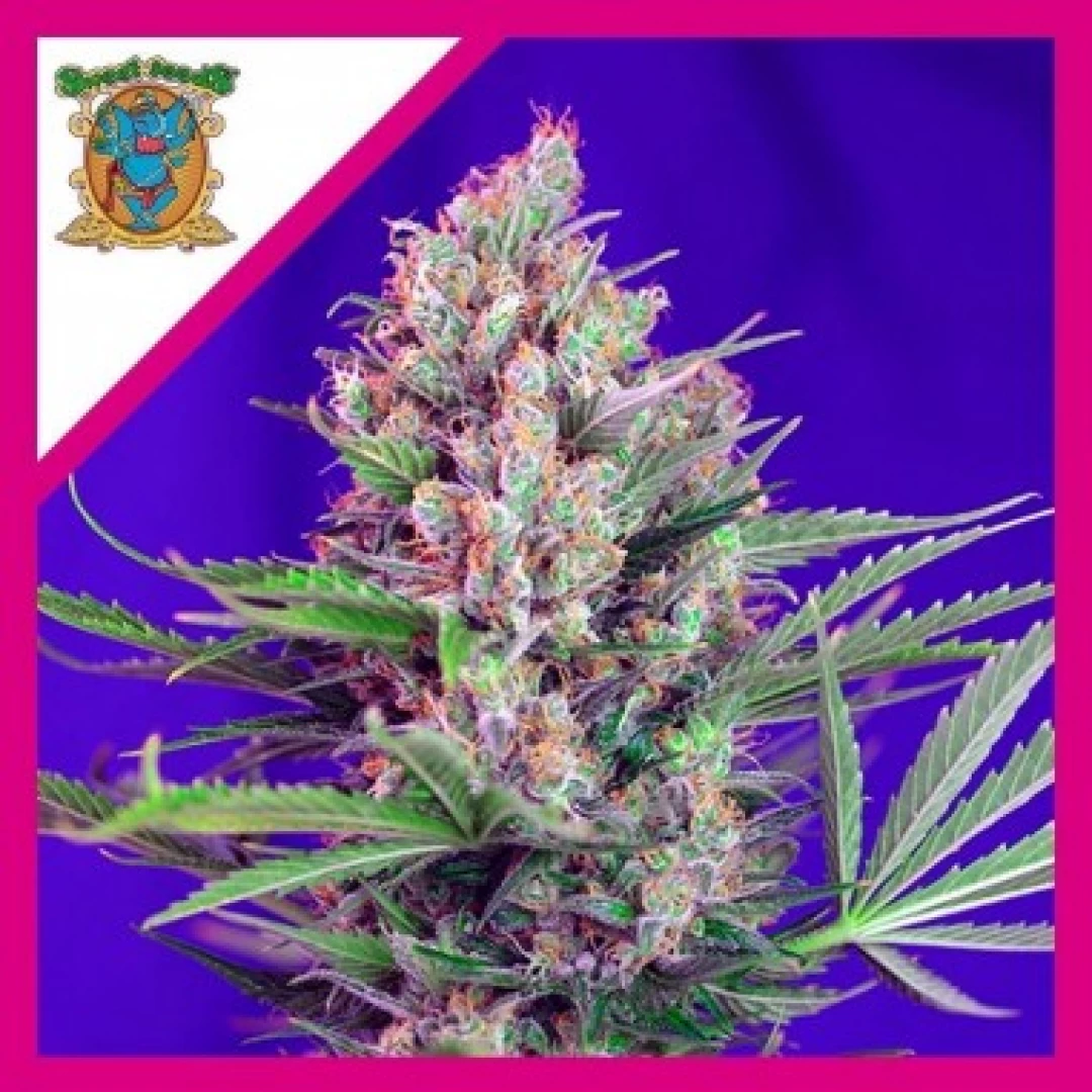 SEMILLA CREAM MANDARINE F1 FEM X3+1-SWEET SEEDS
