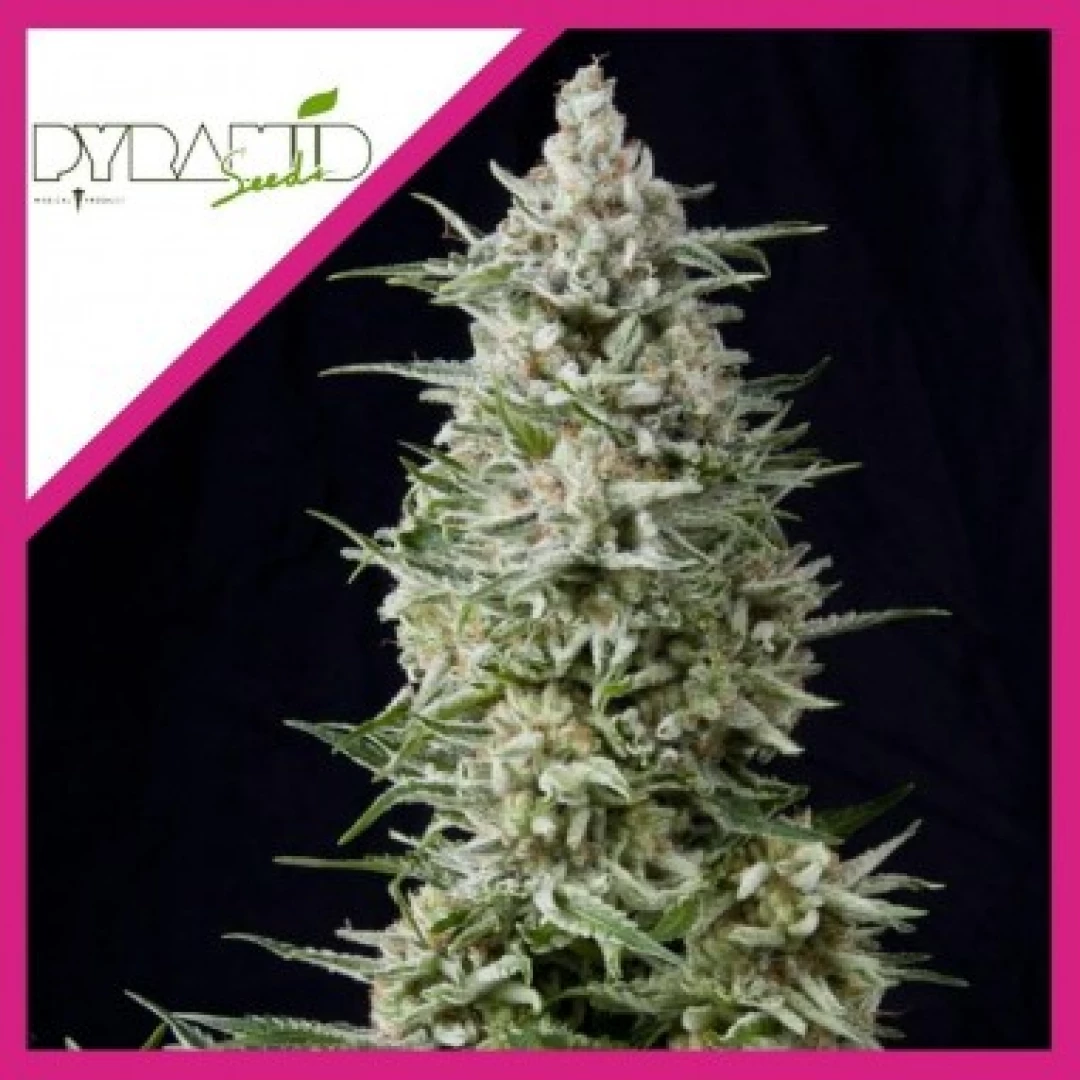 SEMILLA AMNESIA GOLD FEM X3+1-PYRAMID SEEDS