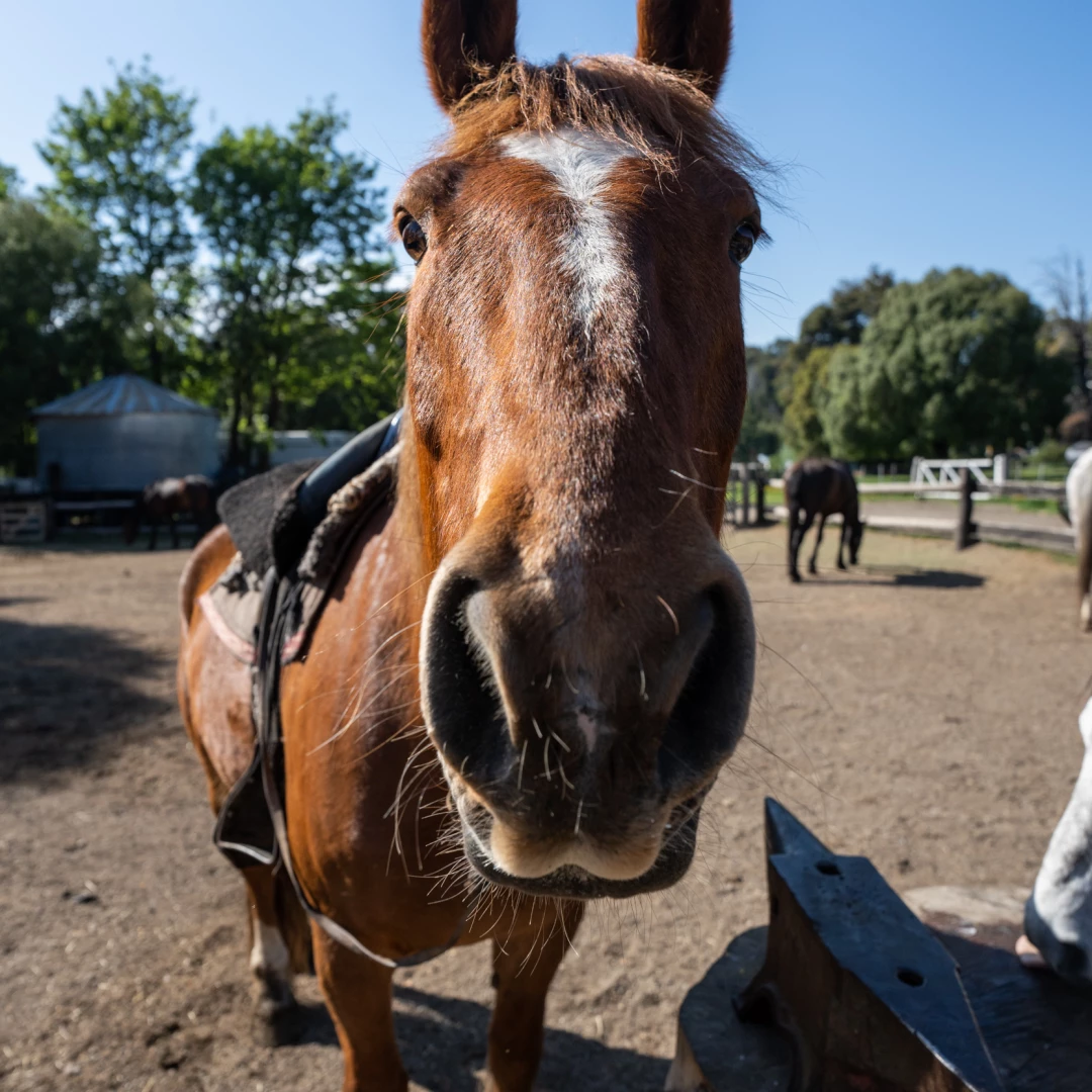 16HS - Cabalgata Cerro Campanario
