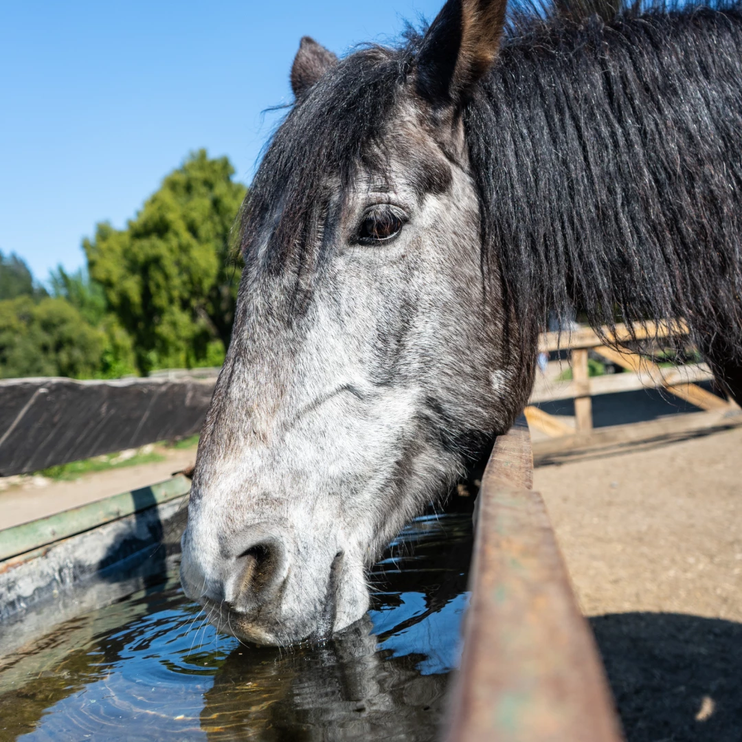 14HS - Cabalgata Cerro Campanario